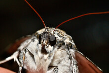 Moth Face 