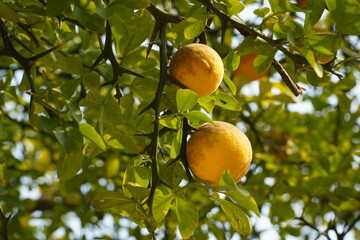 Wall Mural - Thorn orange tree and fruit tangja.