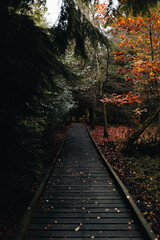 Wall Mural - A beautiful view of an autumn forest with a path and large trees