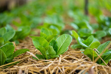 Fresh Organic Green Leaves Lettuce Salad Planted In Potting Soil