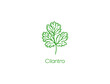 Cilantro herb icon vector illustration 