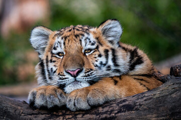 Wall Mural - Cute siberian tiger cub, Panthera tigris altaica