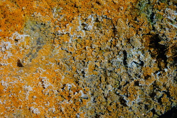 Orange algae. Natural green texture background. Organic food.