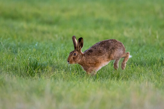Brown Hare (Lepus europaeus) in a grass field