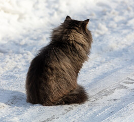 Wall Mural - The cat sits on a snowy road