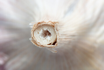 Wall Mural - Head of garlic as a background.