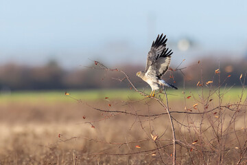 Wall Mural - Northern harrier bird