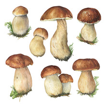 Set Boletus Edulis Mushroom With Brown Hat (cep, Porcini, King Bolete, Penny Bun). Edible Bolete Wild Mushroom. Watercolor Hand Drawn Painting Illustration Isolated On A White Background.