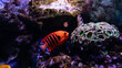 Flame Angelfish, Centropyge loricula, is a dwarf or pygmy marine angelfish from the tropical waters of the Pacific Ocean.Copy space for text