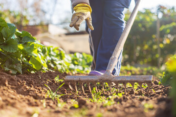 Preparing an agricultural field for planting seasonal vegetables and fruits in spring. Garden seasonal work concept