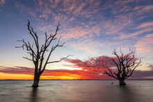 Australia, South Australia, Silhouettes Of Dead Trees Standing In Lake Bonney Riverland At Sunset
