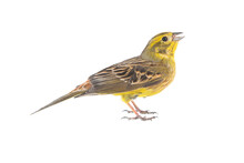 Yellowhammer Emberiza Citrinella, Isolated On A White Background