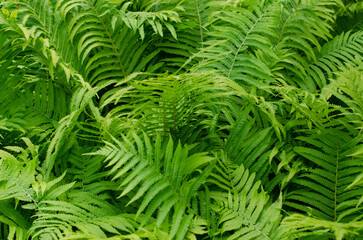 Wall Mural - Great green bush of fern with green leaves in forest or in botanical garden.