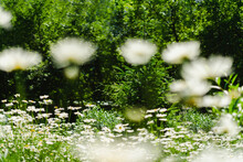 Daisies Blooming In Springtime Meadow