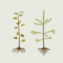 Seedlings of cultivated, deciduous tree and pine. Plantings for the garden.