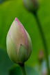 Die Lotosblumen (Nelumbo), auch Lotus genannt, sind die einzige Pflanzengattung der Familie der Lotosgewächse (Nelumbonaceae).