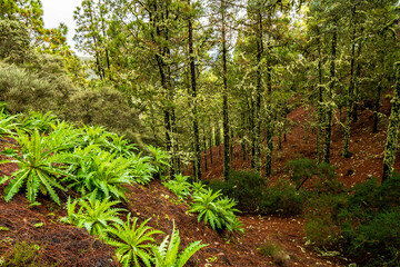 Wall Mural - landscapes of the canary islands island of gran canaria telde area with beautiful
 pine forests autochthonous vegetation with protected
 endemisms in a protected area with cold winter weather