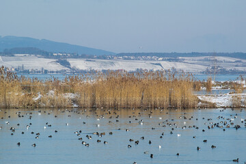 Wall Mural - Winter am Bodenseeufer