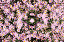 Pink Kaleidoscope Flowers Pattern