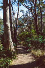 Wall Mural - beautiful scenary of the Australian bush and thick native vegetation shot from a vantage point during a hike in Southern Tasmania