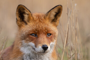 Wall Mural - Red fox in nature during last light of the day.