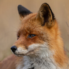 Wall Mural - Red fox in nature during last light of the day.