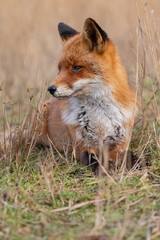 Wall Mural - Red fox in nature during last light of the day.
