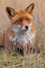 Wall Mural - Red fox in nature during last light of the day.