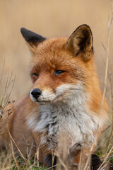 Wall Mural - Red fox in nature during last light of the day.