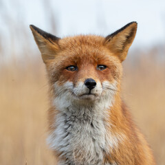 Wall Mural - Red fox in nature during last light of the day.