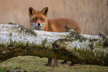 Wall Mural - Red fox in nature during last light of the day.