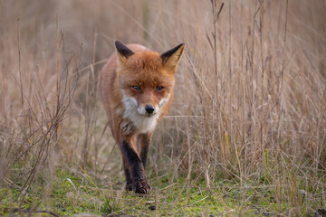 Wall Mural - Red fox in nature during last light of the day.
