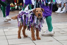 A Dog Decorated With Ribbons Belonging To Morris Dancers Performing At The Annual Jack In The Green Festival At Hastings In East Sussex, England.