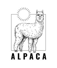 Wall Mural - alpaca. vector illustration. black outline on a transparent background