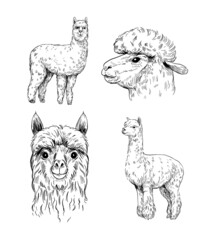 Wall Mural - alpaca. set vector illustration. black outline on a transparent background