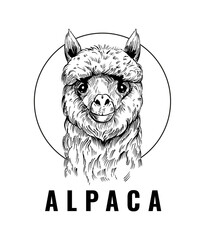 Wall Mural - alpaca. vector illustration. black outline on a transparent background