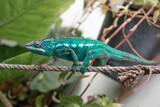 Fototapeta Zwierzęta - impressive exotic vertebrate chameleon with incredible colors moves very slowly