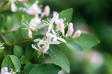 Lonicera xylosteum, fly honeysuckle, European fly honeysuckle, dwarf honeysuckleor fly woodbine white with pink flowers on a bush in the forest. Honey and medicinal plants in the habitat.