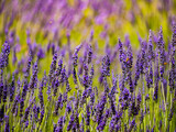 Fototapeta  - Lavender fields in bloom in Provence