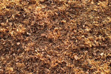 Wall Mural - Lots of fine coconut husks, texture background.