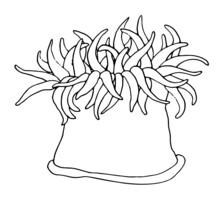 Sketch Anemone Coral Polyp. A Marine Reef Polyp Drawn In Sketch Style, Side View Isolated Black Outline On White For A Marine Design Template