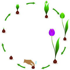 Canvas Print - Life cycle of a tulip plant on a white background.