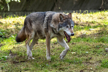  European Grey Wolf, Canis lupus in a german park
