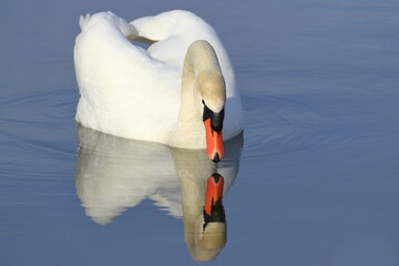 Wall Mural - Mute swan on the lake looking in water reflection