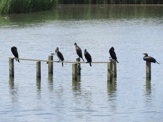 Poster - cormorants perched on a wooden structure in the water