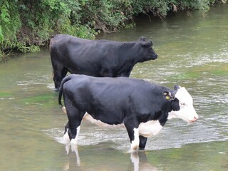 Canvas Print - black and white cows standing in the river