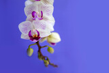 Fototapeta Storczyk - Blossom white orchid flowers
