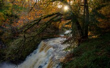 Autumn Colours In The Clyde Valley In Scotland