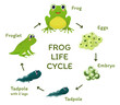 Frog life cycle educational poster template with arrows and place for text vector flat illustration