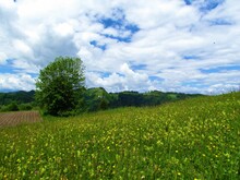 Meadow Covered In Yellow Flowers And A Lone Trees With Forest Covered Hills Behind And White Clouds In The Sky